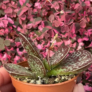 Calico Hearts Succulent Live Plant – Adromischus Maculatus – Unique Foliage - Image 5