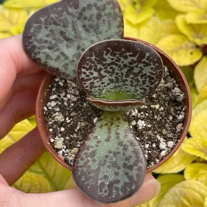 Calico Hearts Succulent Live Plant – Adromischus Maculatus – Unique Foliage - Image 6