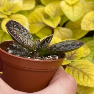 Calico Hearts Succulent Live Plant – Adromischus Maculatus – Unique Foliage - Image 7