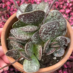 Calico Hearts Succulent Live Plant – Adromischus Maculatus – Unique Foliage - Image 8