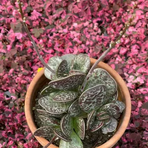Calico Hearts Succulent Live Plant – Adromischus Maculatus – Unique Foliage - Image 9