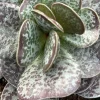 Calico Hearts Succulent Live Plant – Adromischus Maculatus – Unique Foliage - Image 1