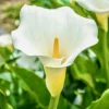 Calla Lily Live Plant White Zantedeschia Aethiopica 12" Florist Flower Plant w/ Bulb - Image 1