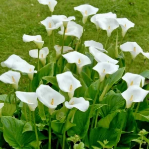 Calla Lily Live Plant White Zantedeschia Aethiopica 12