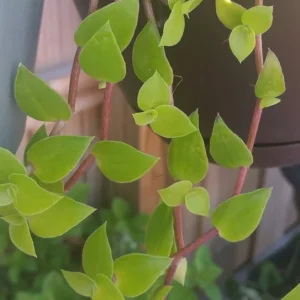 Callisia Cordifolia Green Trailing Wandering Jew Live Plant - Easy Care Inch Plant - Image 2