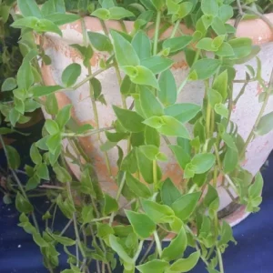 Callisia Cordifolia Green Trailing Wandering Jew Live Plant - Easy Care Inch Plant - Image 3