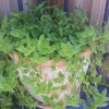 Callisia Cordifolia Green Trailing Wandering Jew Live Plant - Easy Care Inch Plant - Image 1