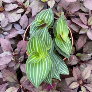 Callisia Elegans Striped Inch Plant Live Plant – Indoor Potted Houseplant - Image 2