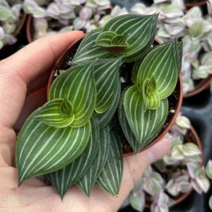 Callisia Elegans Striped Inch Plant Live Plant – Indoor Potted Houseplant - Image 3