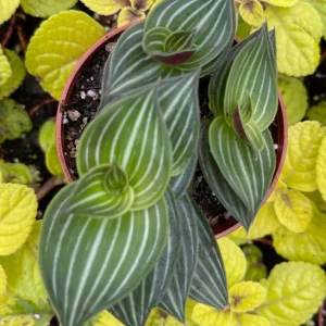 Callisia Elegans Striped Inch Plant Live Plant – Indoor Potted Houseplant - Image 4