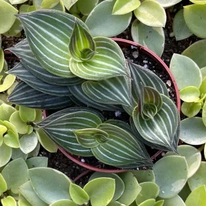 Callisia Elegans Striped Inch Plant Live Plant – Indoor Potted Houseplant - Image 5
