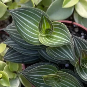 Callisia Elegans Striped Inch Plant Live Plant – Indoor Potted Houseplant - Image 1