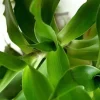 Callisia fragrans 'Family Doctor' Wandering Jew Live Plant - Basket Chain Plant - Easy Care Indoor - Image 1