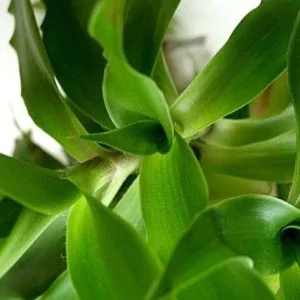 Callisia fragrans 'Family Doctor' Wandering Jew Live Plant - Basket Chain Plant - Easy Care Indoor - Image 1