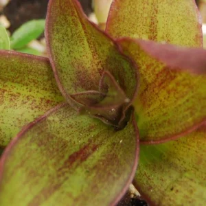 Callisia fragrans 'Family Doctor' Wandering Jew Live Plant - Basket Chain Plant - Easy Care Indoor - Image 2
