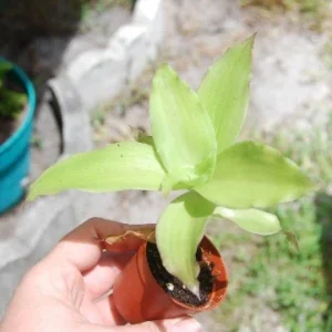 Callisia fragrans 'Family Doctor' Wandering Jew Live Plant - Basket Chain Plant - Easy Care Indoor - Image 3
