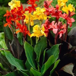 Canna Lily Bulbs 3 Mixed Flower Plant Bulbs - Tall Pink, Red, Orange, Yellow Blooms - Image 2