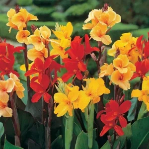 Canna Lily Bulbs 3 Mixed Flower Plant Bulbs - Tall Pink, Red, Orange, Yellow Blooms - Image 3