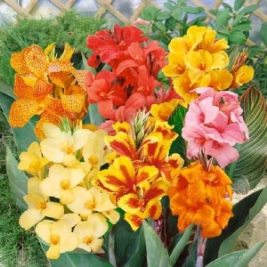 Canna Lily Bulbs 3 Mixed Flower Plant Bulbs - Tall Pink, Red, Orange, Yellow Blooms - Image 1