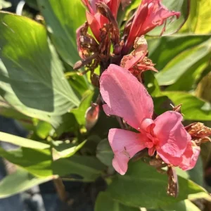 Canna Lily California Pink Flower Bulbs - 2 Live Bulbs, Tall Green Leaves - Image 2