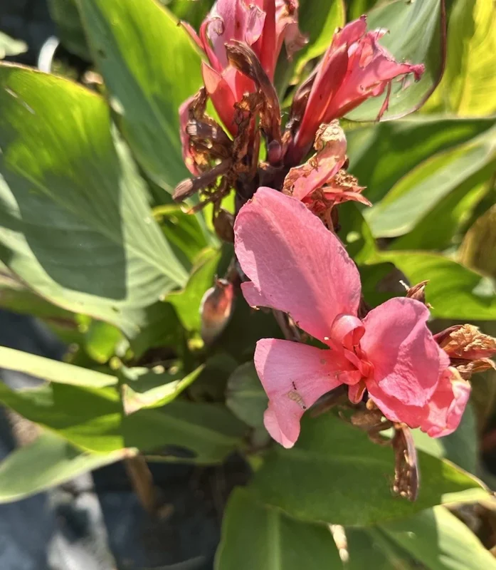 Canna Lily California Pink Flower Bulbs - 2 Live Bulbs, Tall Green Leaves - Image 2
