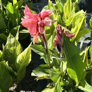 Canna Lily California Pink Flower Bulbs - 2 Live Bulbs, Tall Green Leaves - Image 3