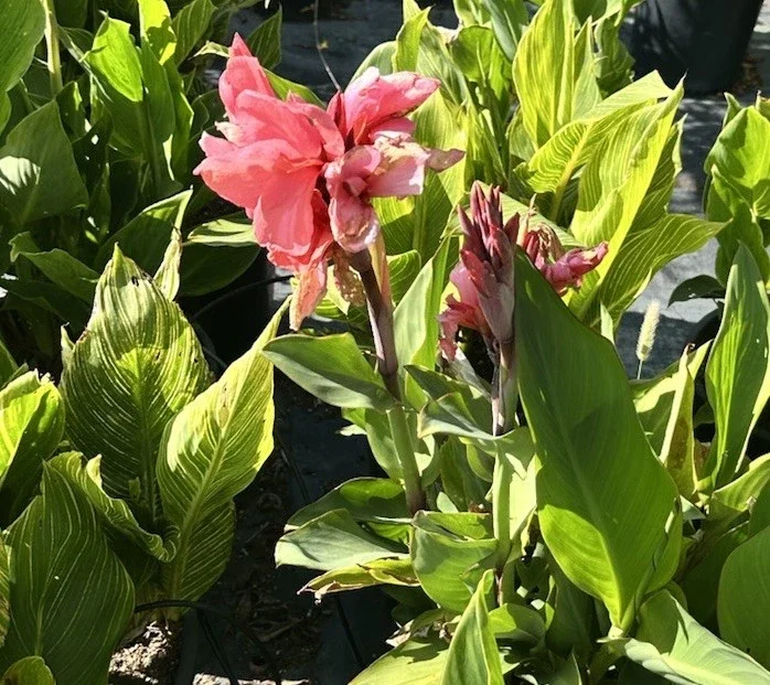 Canna Lily California Pink Flower Bulbs - 2 Live Bulbs, Tall Green Leaves - Image 3