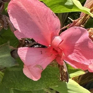 Canna Lily California Pink Flower Bulbs - 2 Live Bulbs, Tall Green Leaves - Image 1