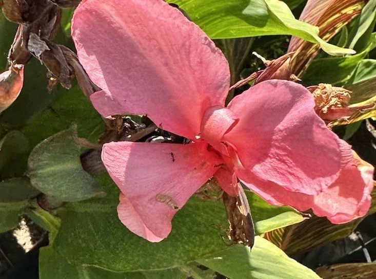 Canna Lily California Pink Flower Bulbs - 2 Live Bulbs, Tall Green Leaves - Image 1