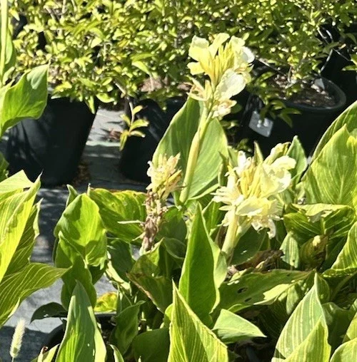 Canna Lily California Yellow 2 Live Plant Bulbs – Tall Green Foliage - Image 2