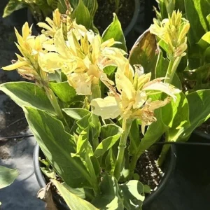 Canna Lily California Yellow 2 Live Plant Bulbs – Tall Green Foliage - Image 1