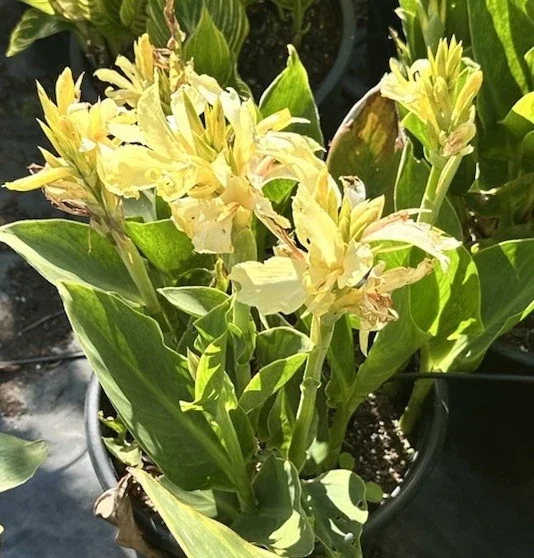 Canna Lily California Yellow 2 Live Plant Bulbs – Tall Green Foliage - Image 1