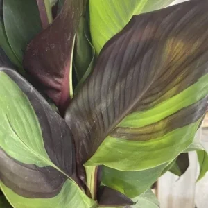 Canna Lily Cleopatra Bulb Live Plant Variegated Red Yellow Bloom - Image 2