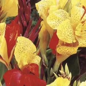 Canna Lily Cleopatra Bulb Live Plant Variegated Red Yellow Bloom - Image 3