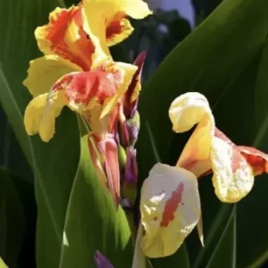 Canna Lily Cleopatra Bulb Live Plant Variegated Red Yellow Bloom - Image 4