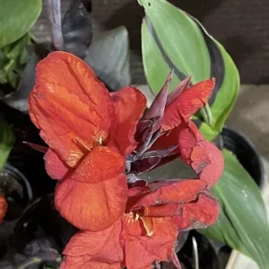Canna Lily Cleopatra Bulb Live Plant Variegated Red Yellow Bloom - Image 5