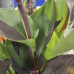 Canna Lily Cleopatra Bulb Live Plant Variegated Red Yellow Bloom - Image 6