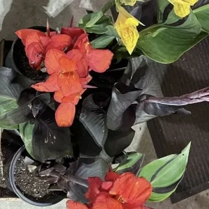 Canna Lily Cleopatra Bulb Live Plant Variegated Red Yellow Bloom - Image 7