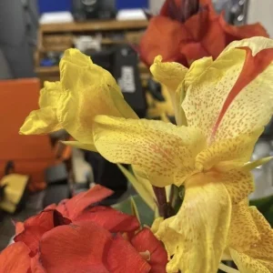 Canna Lily Cleopatra Bulb Live Plant Variegated Red Yellow Bloom - Image 8