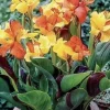 Canna Lily Cleopatra Bulb Live Plant Variegated Red Yellow Bloom - Image 1