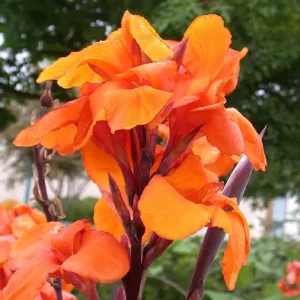 Canna Lily Orange WYOMING 1 Live Plant Bulb - Tall Purple Burgundy Leaves - Image 1