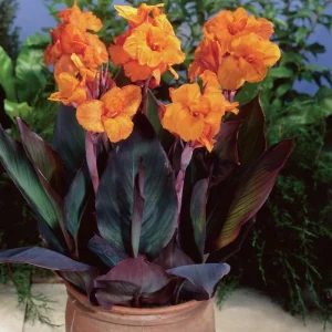 Canna Lily Orange WYOMING 1 Live Plant Bulb - Tall Purple Burgundy Leaves - Image 6