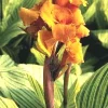 Canna Lily PRETORIA ORANGE VARIEGATED BENGAL TIGER 5 Live Flower Plant Bulbs - Image 1