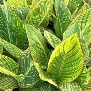 Canna Lily PRETORIA ORANGE VARIEGATED BENGAL TIGER 5 Live Flower Plant Bulbs - Image 2