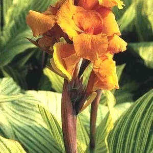 Canna Lily PRETORIA ORANGE VARIEGATED BENGAL TIGER 5 Live Flower Plant Bulbs - Image 4
