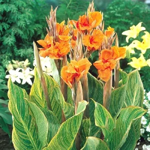 Canna Lily PRETORIA ORANGE VARIEGATED BENGAL TIGER 5 Live Flower Plant Bulbs - Image 5