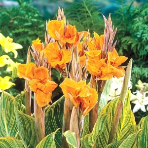 Canna Lily PRETORIA ORANGE VARIEGATED BENGAL TIGER 5 Live Flower Plant Bulbs - Image 6