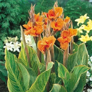 Canna Lily PRETORIA ORANGE VARIEGATED BENGAL TIGER 5 Live Flower Plant Bulbs - Image 7