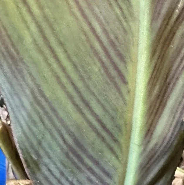 Canna Lily Wyoming Orange Flower Bulbs - 3 Pack, Live Plant, Purple Variegated Leaves - Image 10