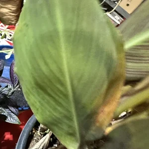 Canna Lily Wyoming Orange Flower Bulbs - 3 Pack, Live Plant, Purple Variegated Leaves - Image 11